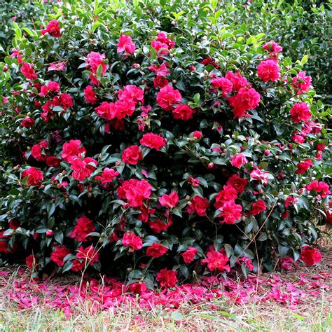 Camellia sasanqua octeber magic